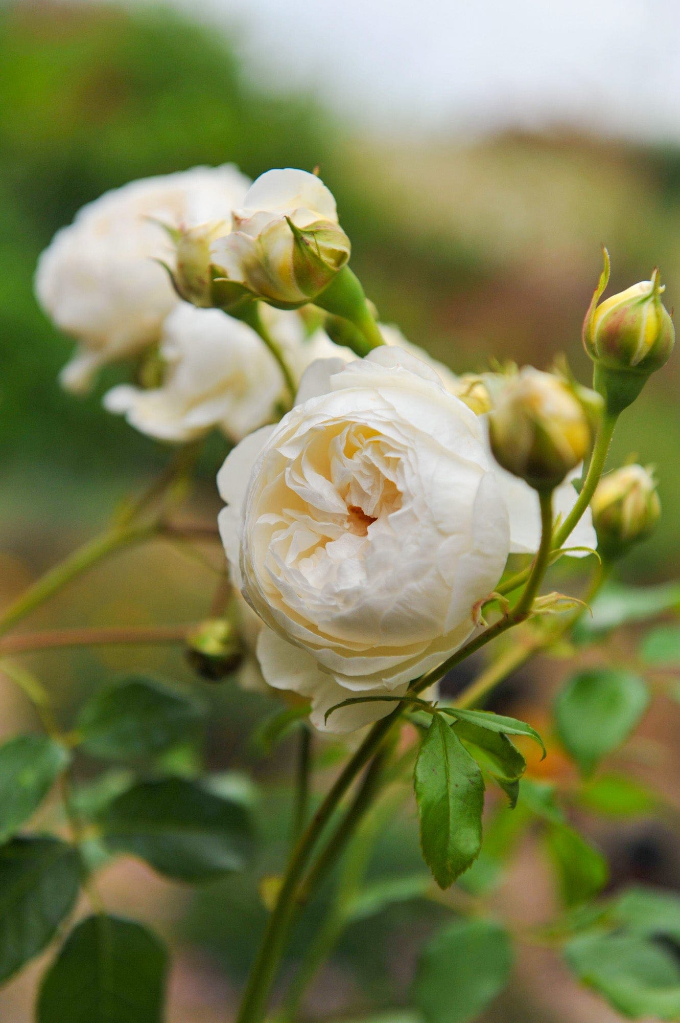 Rose 'Claire Austin®'